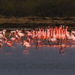 A flock of male Lesser Flamingos engaging in a highly synchronised group courtship dance, often referred to as a 'flamboyance.' These dances attract mates and stimulate breeding (image by Virginia Wilde)