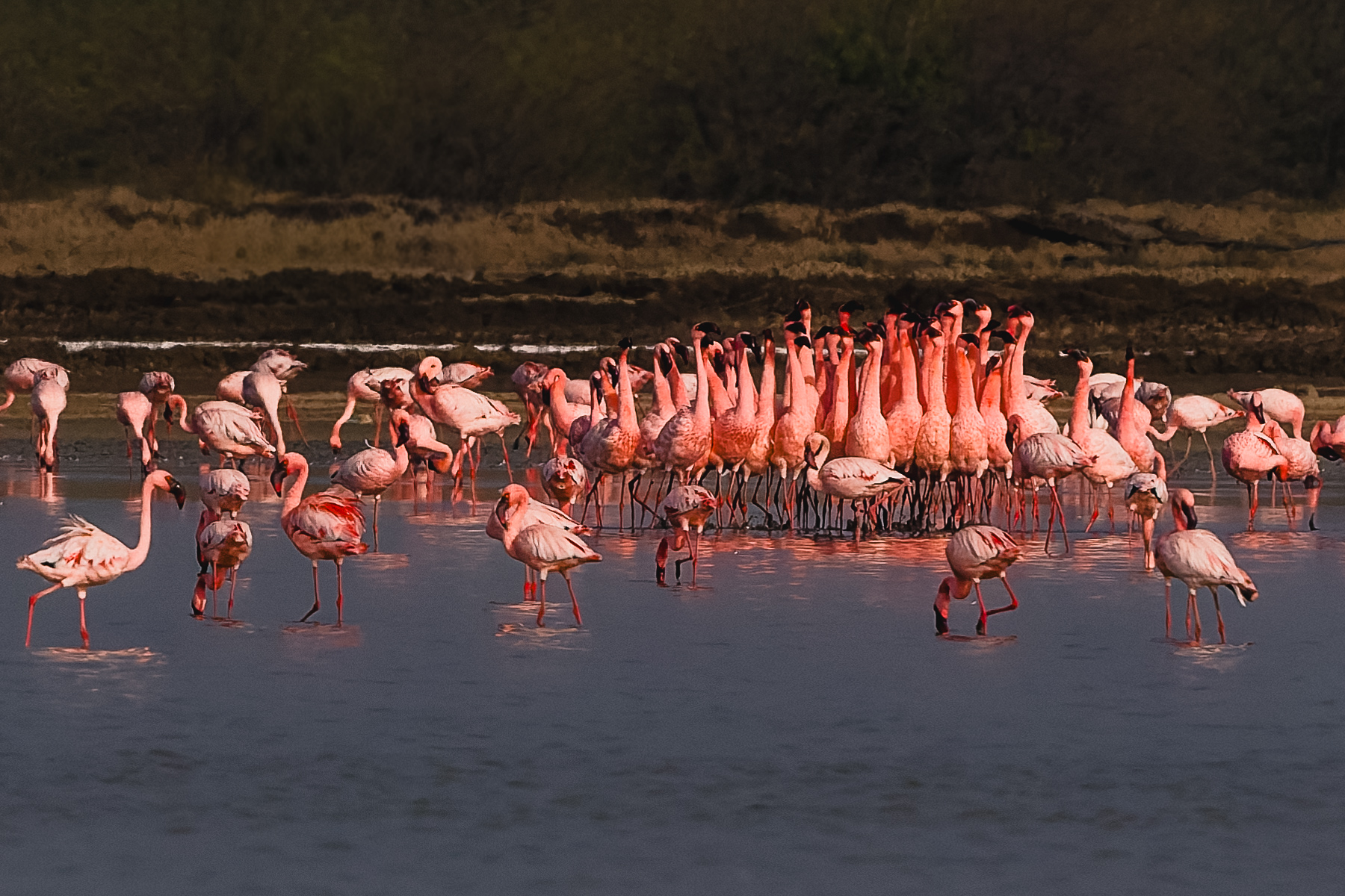 A flock of male Lesser Flamingos engaging in a highly synchronised group courtship dance, often referred to as a 'flamboyance.' These dances attract mates and stimulate breeding (image by Virginia Wilde)