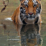 There are few animals on Earth as beautiful and iconic as the Tiger. Who could ever tire of seeing them in the wild, especially when they bathe just a few metres away, like this tigress did from our jeep (image by Virginia Wilde)