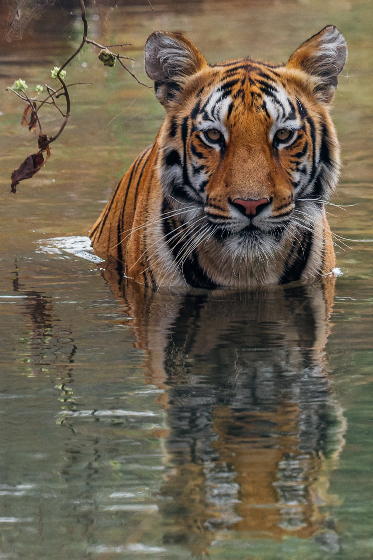 There are few animals on Earth as beautiful and iconic as the Tiger. Who could ever tire of seeing them in the wild, especially when they bathe just a few metres away, like this tigress did from our jeep (image by Virginia Wilde)
