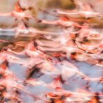 Huge flocks of Lesser and Greater Flamingos take to the skies - giving ample opportunity for creative photography (image by Virginia Wilde)