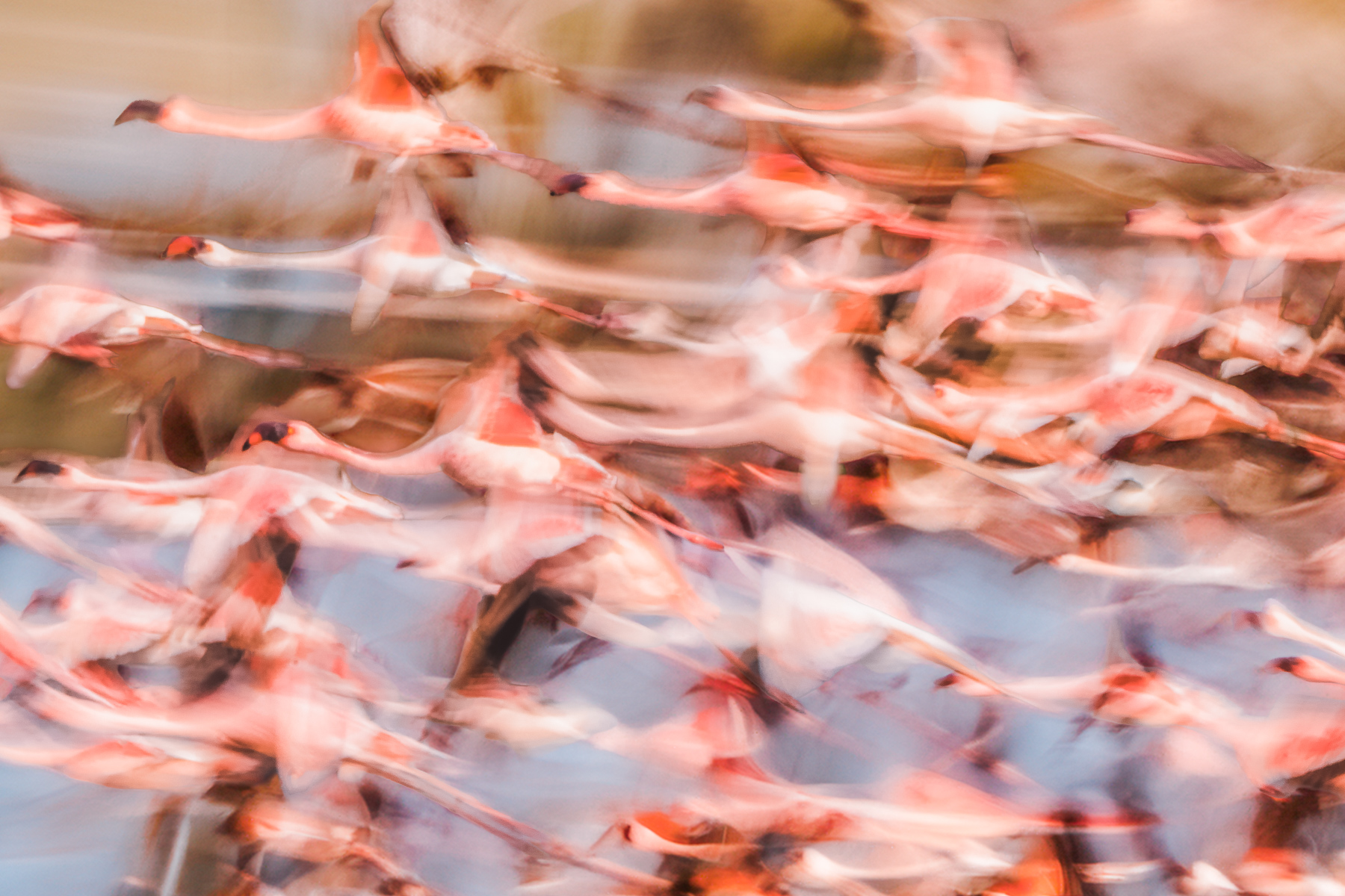 Huge flocks of Lesser and Greater Flamingos take to the skies - giving ample opportunity for creative photography (image by Virginia Wilde)