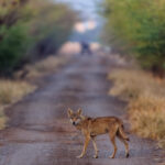 A handsome Indian Wolf crosses the road in India's Blackbuck National Park, before joining members of its pack in a morning hunt (image by Virginia Wilde)