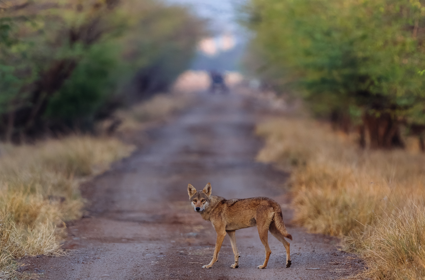 A handsome Indian Wolf crosses the road in India's Blackbuck National Park, before joining members of its pack in a morning hunt (image by Virginia Wilde)