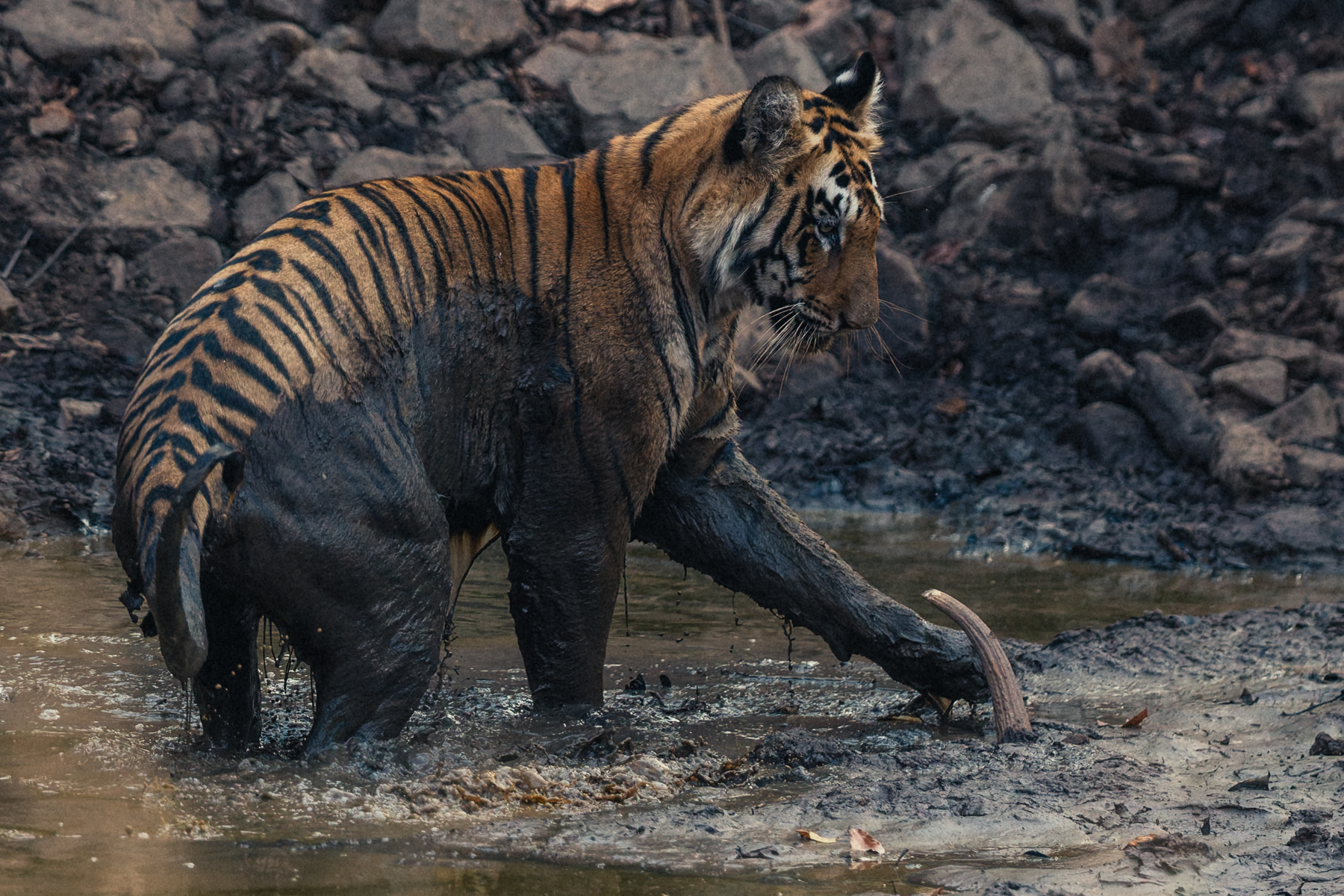 You're never too fierce or powerful a predator to escape the lure of playing with a stick. Especially if that stick is protruding enticingly from the mud (image by Virginia Wilde)