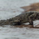 India has three crocodile species: the critically-endangered Gharial, the Saltwater croc, and the Mugger, like this individual. Muggers are often found in areas with high human population density, meaning attacks are relatively common (image by Virginia Wilde)