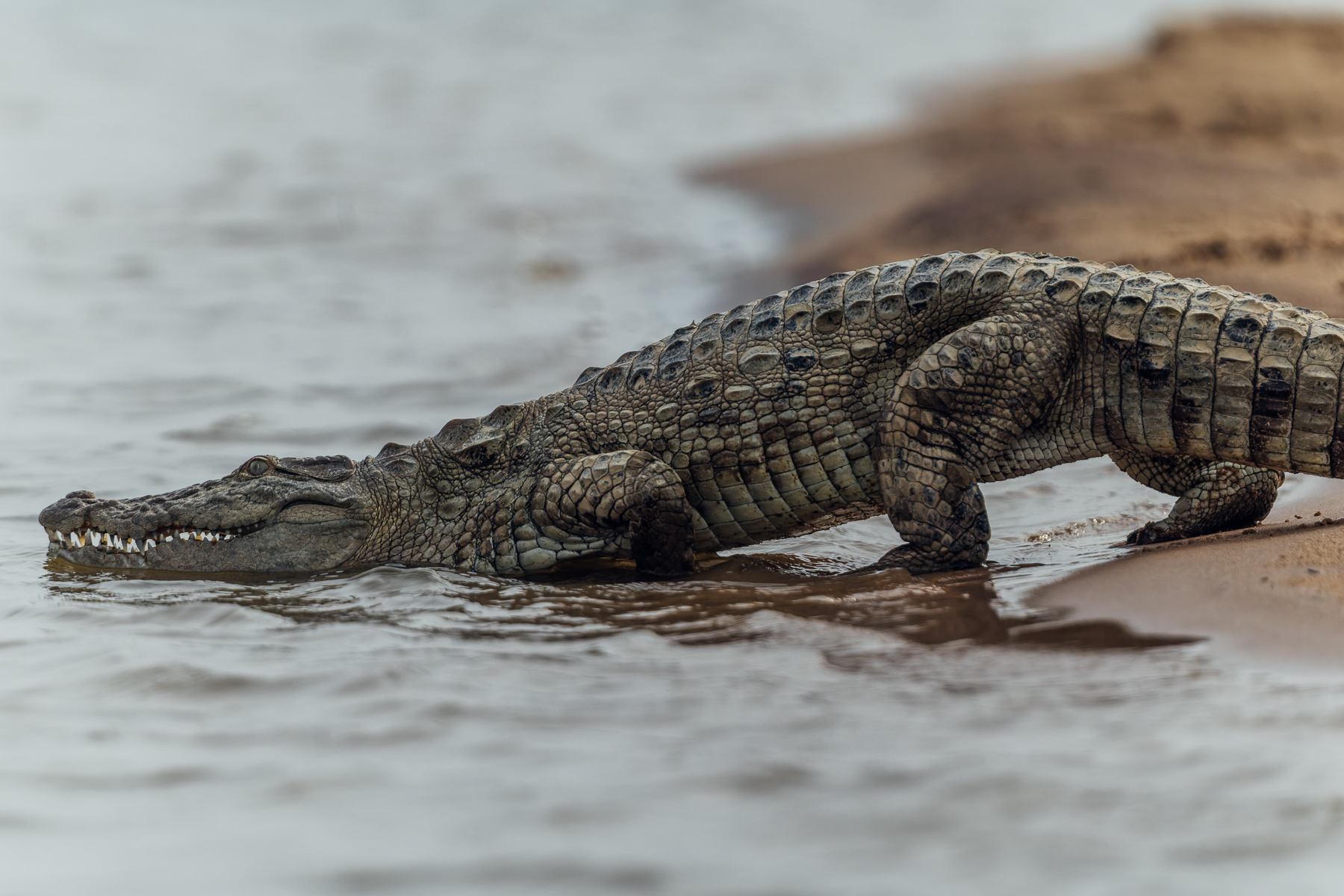 India has three crocodile species: the critically-endangered Gharial, the Saltwater croc, and the Mugger, like this individual. Muggers are often found in areas with high human population density, meaning attacks are relatively common (image by Virginia Wilde)