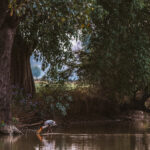 A Painted Stork feeds in the shallows of a stream by the Chambal Safari Lodge, spotted during an evening stroll before dinner (image by Virginia Wilde)
