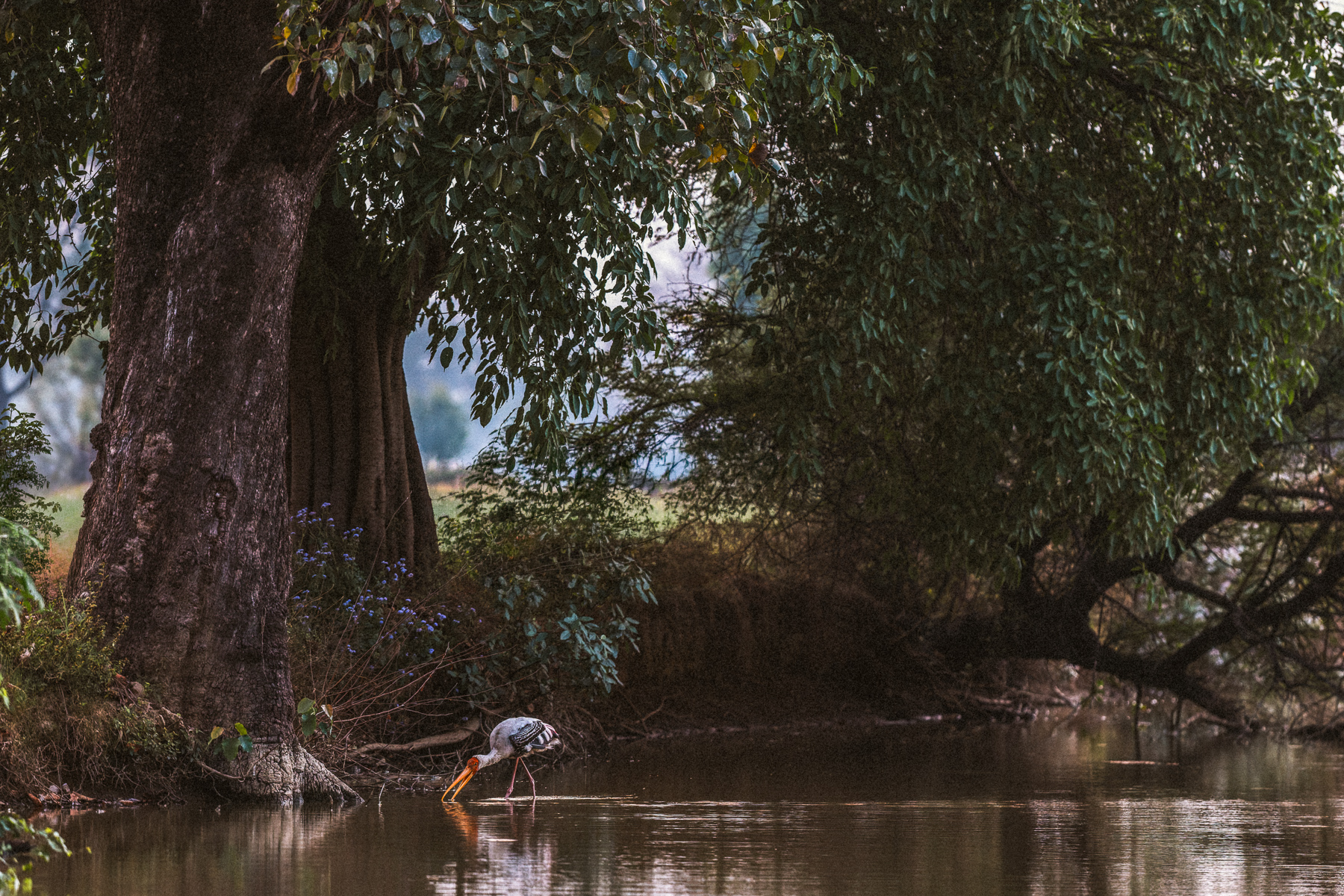 A Painted Stork feeds in the shallows of a stream by the Chambal Safari Lodge, spotted during an evening stroll before dinner (image by Virginia Wilde)