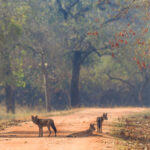 One of the absolute joys of our tour to India were the two separate encounters with Asiatic Wild Dogs (also known as 'Dholes'). These endangered canines are a delight to watch (image by Virginia Wilde)
