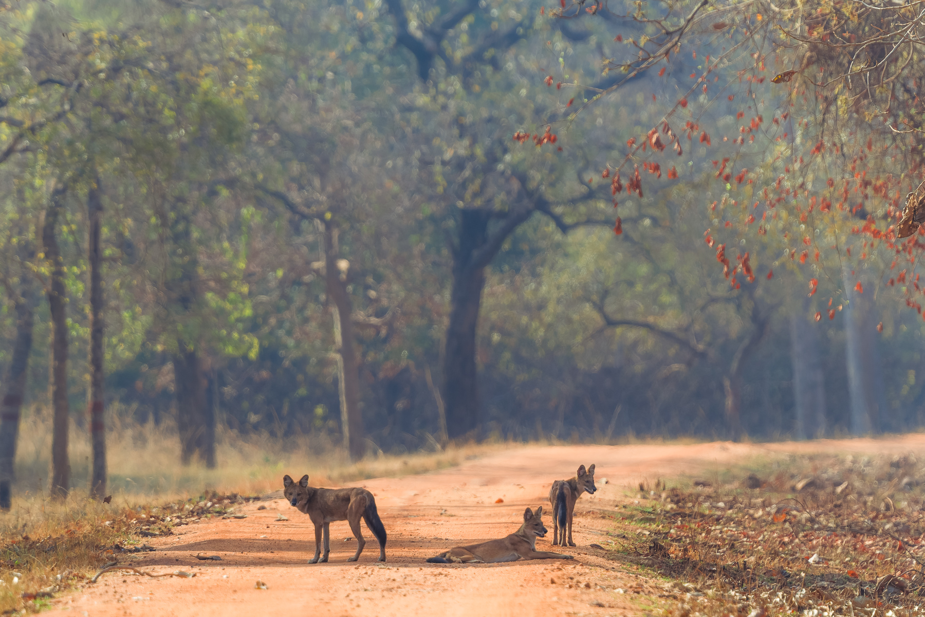 One of the absolute joys of our tour to India were the two separate encounters with Asiatic Wild Dogs (also known as 'Dholes'). These endangered canines are a delight to watch (image by Virginia Wilde)