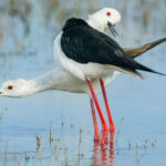 A pair of Black-winged Stilts contort around one another as a courtship display before mating (image by Virginia Wilde)
