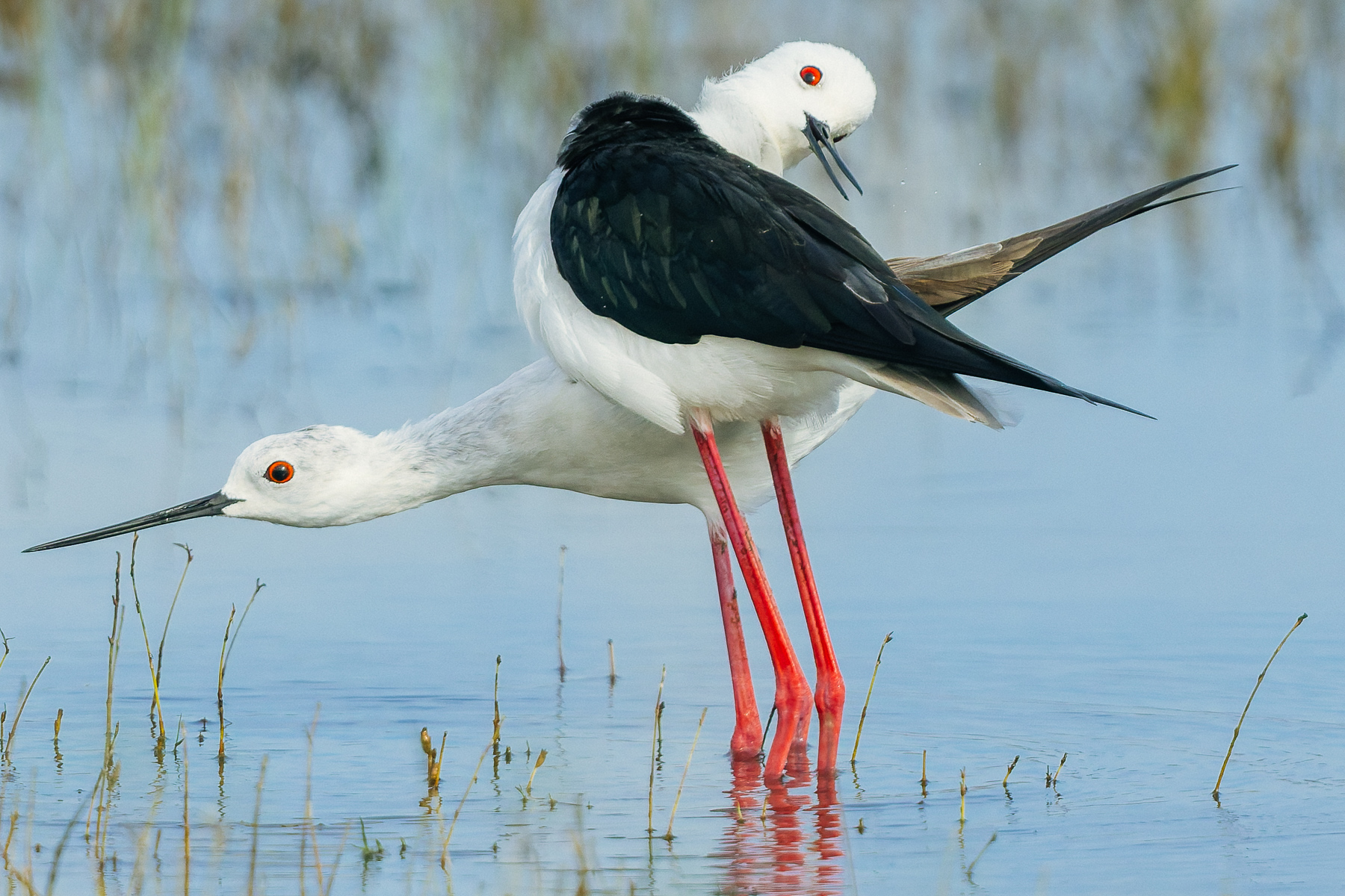 A pair of Black-winged Stilts contort around one another as a courtship display before mating (image by Virginia Wilde)