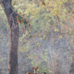 India's forests often have a 'soft focus' look - giving a hazy, dreamlike quality in photographs. While primarily due to high levels of atmospheric haze, moisture and dust, they can produce painterly backdrops, such as in this image of a mother and infant Spotted Deer (image by Virginia Wilde)