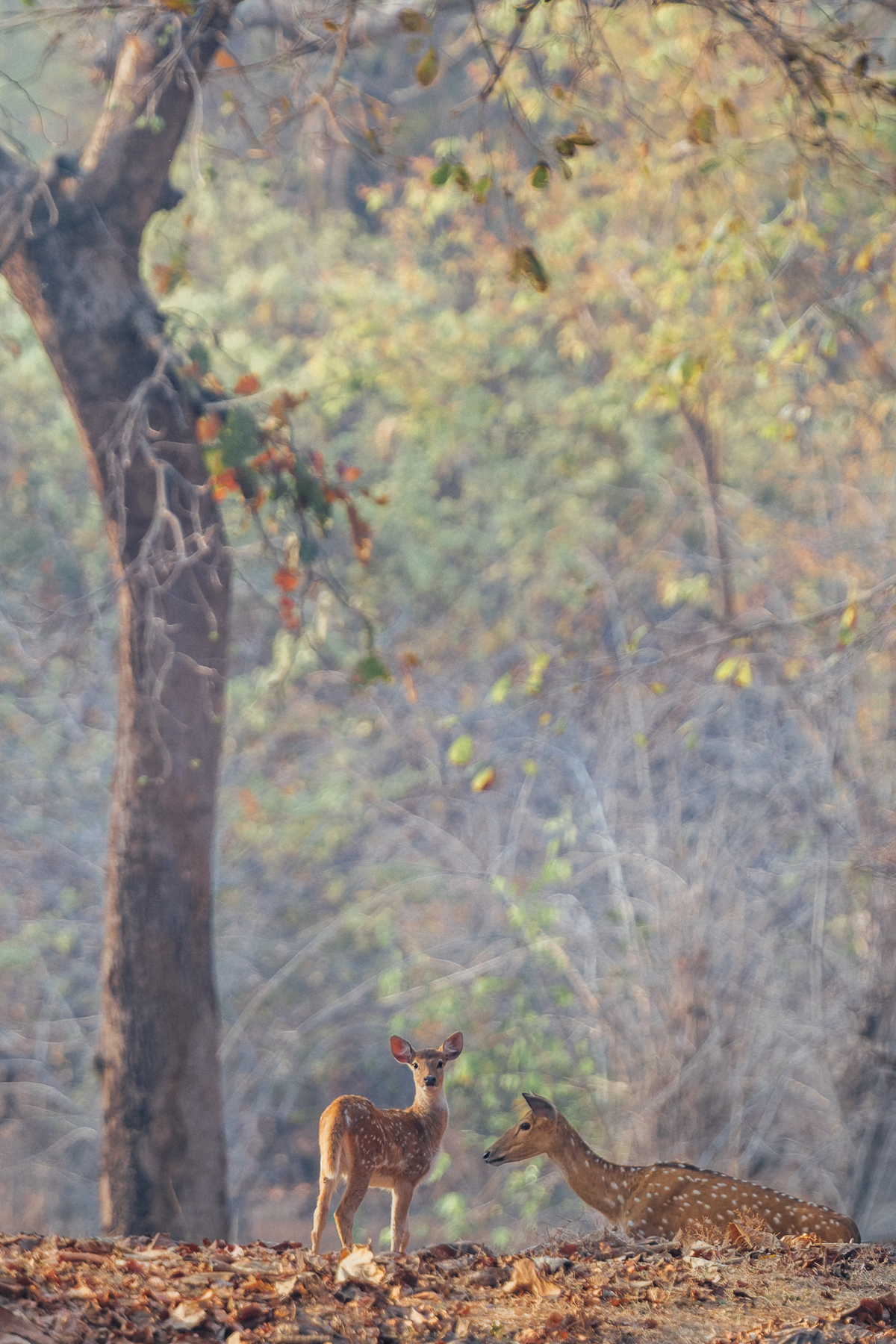 India's forests often have a 'soft focus' look - giving a hazy, dreamlike quality in photographs. While primarily due to high levels of atmospheric haze, moisture and dust, they can produce painterly backdrops, such as in this image of a mother and infant Spotted Deer (image by Virginia Wilde)