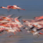 Slow-shutter speed panning shot of both Lesser and Greater Flamingos swooping over the shallow wetlands of India's Little Rann of Kutch (image by Virginia Wilde)