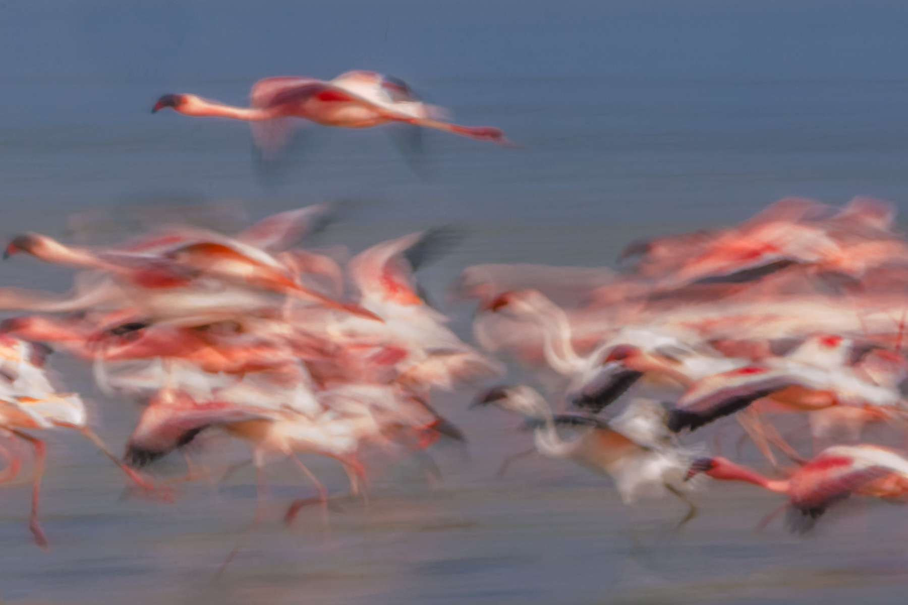 Slow-shutter speed panning shot of both Lesser and Greater Flamingos swooping over the shallow wetlands of India's Little Rann of Kutch (image by Virginia Wilde)