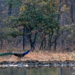 Some of the everyday scenes on our safari drives in India were as beautiful as the more iconic wildlife. Here a male Peafowl skirts along the a river in the Tadoba-Andhari Tiger Reserve (image by Virginia Wilde)