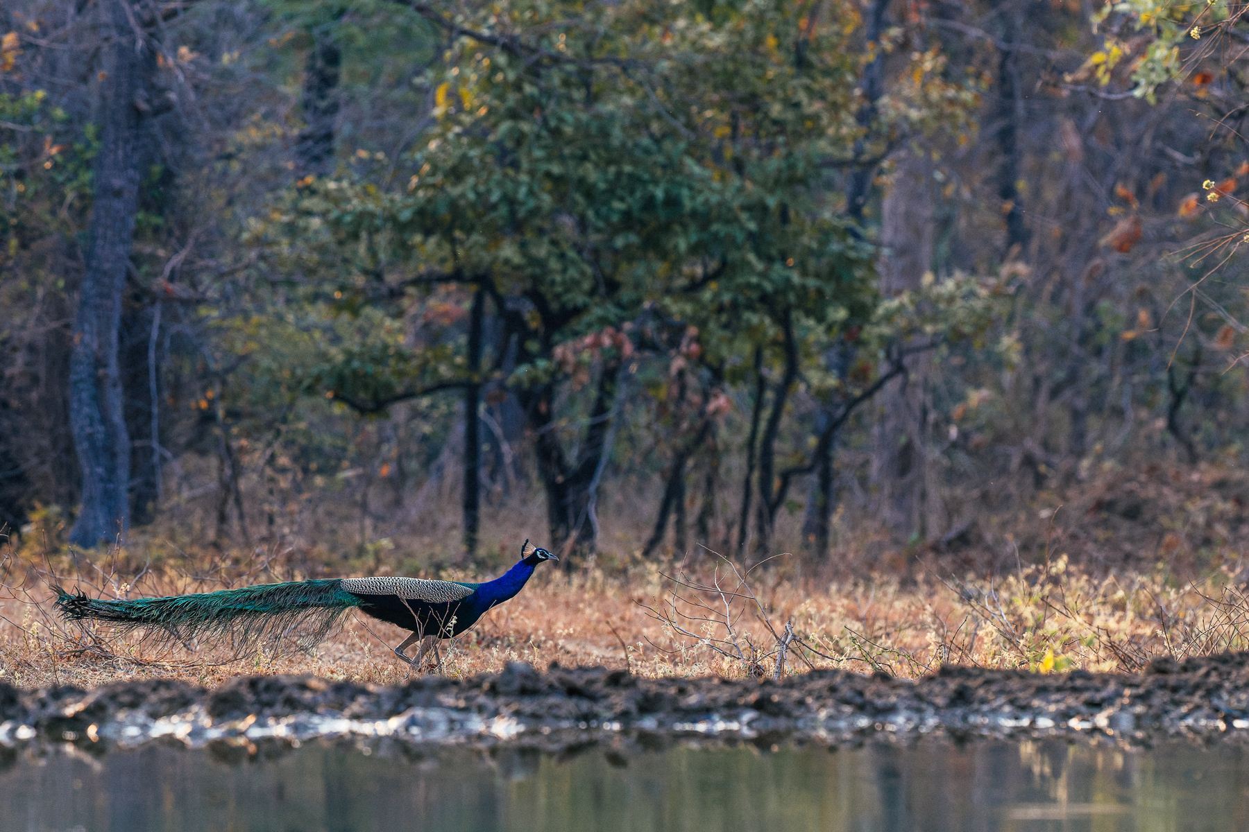 Some of the everyday scenes on our safari drives in India were as beautiful as the more iconic wildlife. Here a male Peafowl skirts along the a river in the Tadoba-Andhari Tiger Reserve (image by Virginia Wilde)