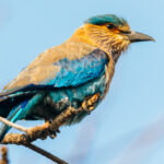 Beautiful but ruthless, the Indian Roller has been frequently observed flying towards forest fires and brush burns, perching near the flames to snatch fleeing insects (image by Virginia Wilde)