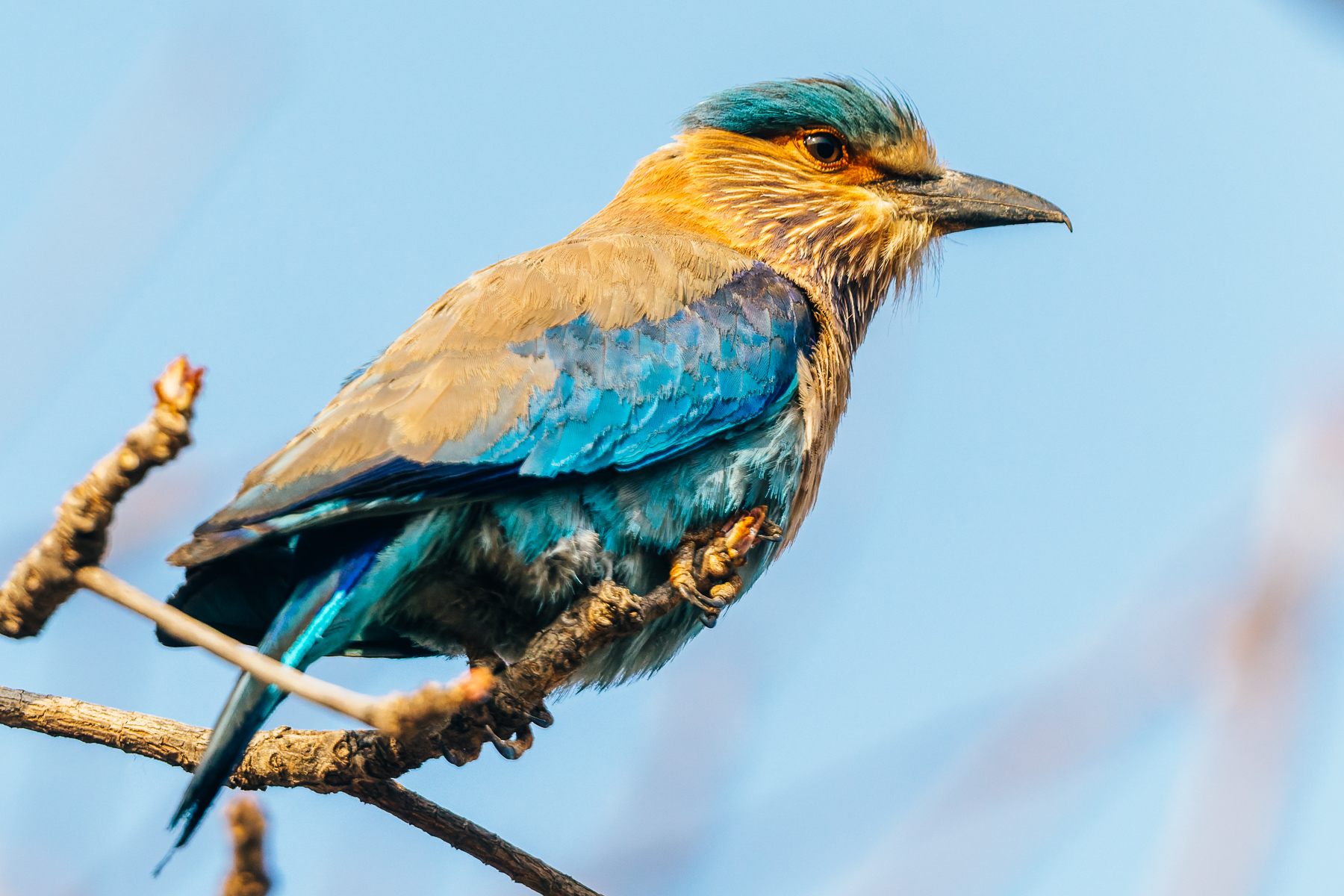 Beautiful but ruthless, the Indian Roller has been frequently observed flying towards forest fires and brush burns, perching near the flames to snatch fleeing insects (image by Virginia Wilde)