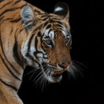 Close-up portrait of a female Bengal Tiger, showing her incredible markings. Each tiger has a distinct stripe pattern, similar to human fingerprints (image by Virginia Wilde)