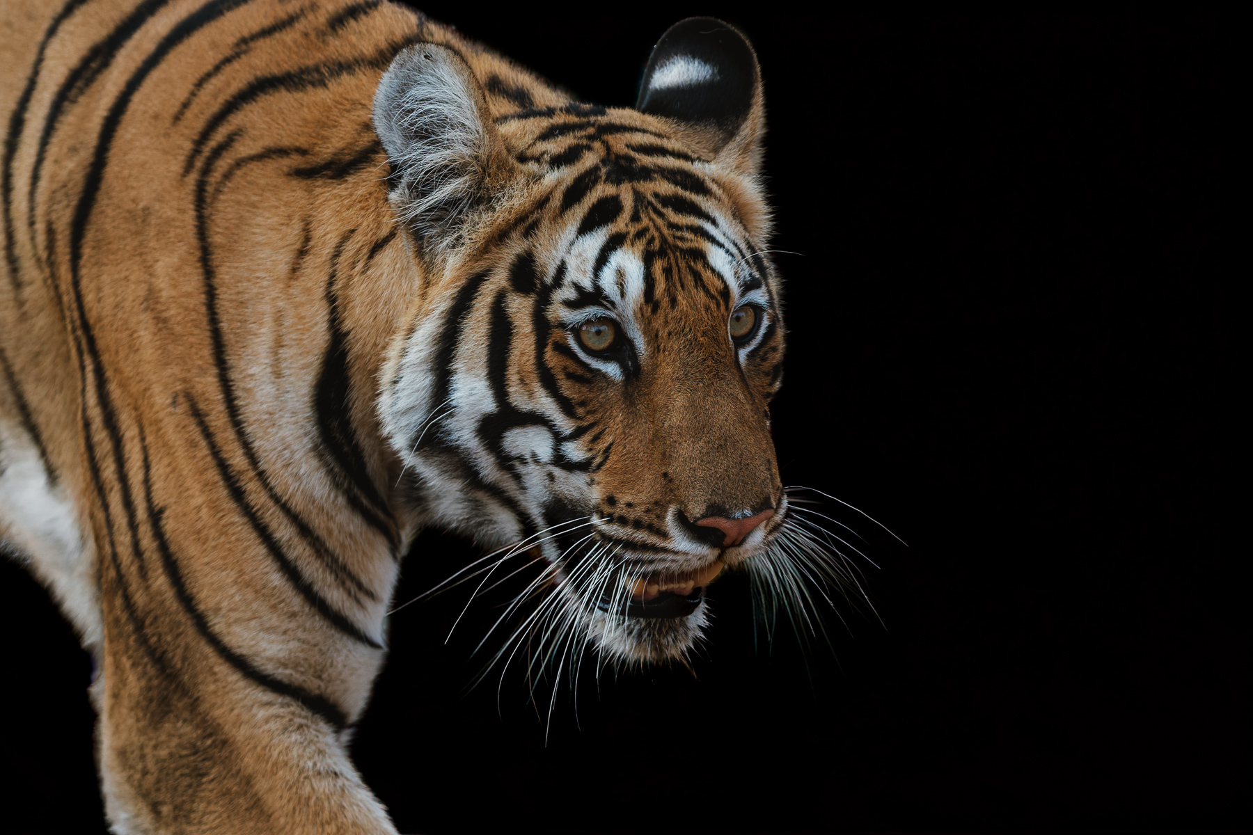 Close-up portrait of a female Bengal Tiger, showing her incredible markings. Each tiger has a distinct stripe pattern, similar to human fingerprints (image by Virginia Wilde)