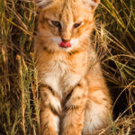 Oh Jungle Cat kitten, you are so cute. I know you will grow up to be a surprisingly fierce killer, especially for your modest size. But right now, you're adorable (image by Virginia Wilde)