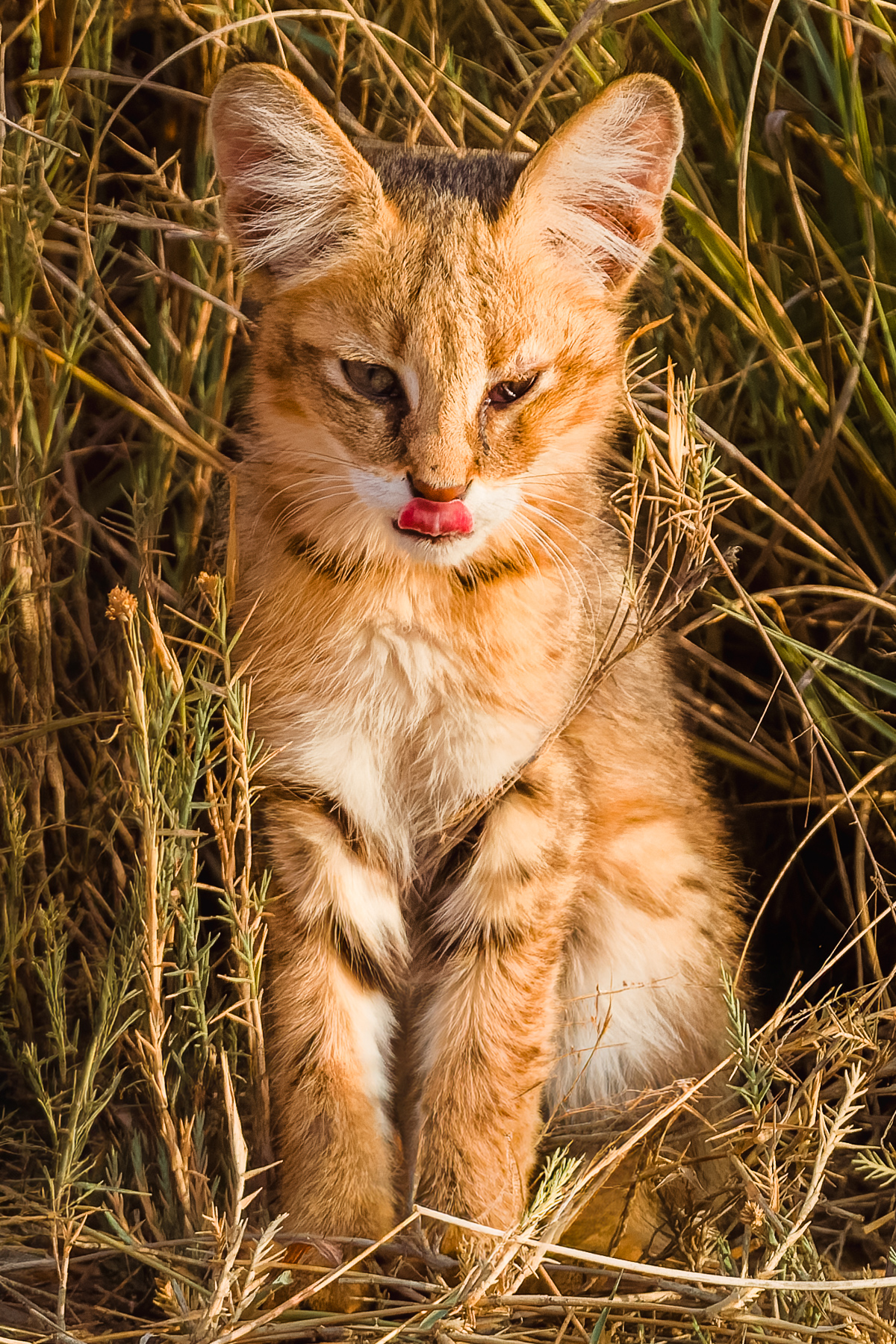 Oh Jungle Cat kitten, you are so cute. I know you will grow up to be a surprisingly fierce killer, especially for your modest size. But right now, you're adorable (image by Virginia Wilde)