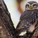 Spotted Owlets are a common sight in India - not least because they have adapted well to living in cities, as well as farmland (image by Virginia Wilde)