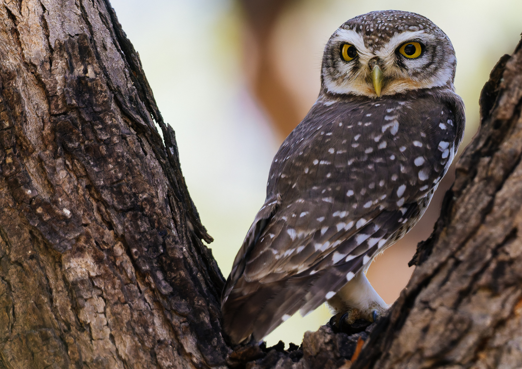 Spotted Owlets are a common sight in India - not least because they have adapted well to living in cities, as well as farmland (image by Virginia Wilde)