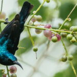 The iridescent plumage of a Purple Sunbird makes it a lovely sighting, as one of 13 species of sunbird found in India (image by Virginia Wilde)