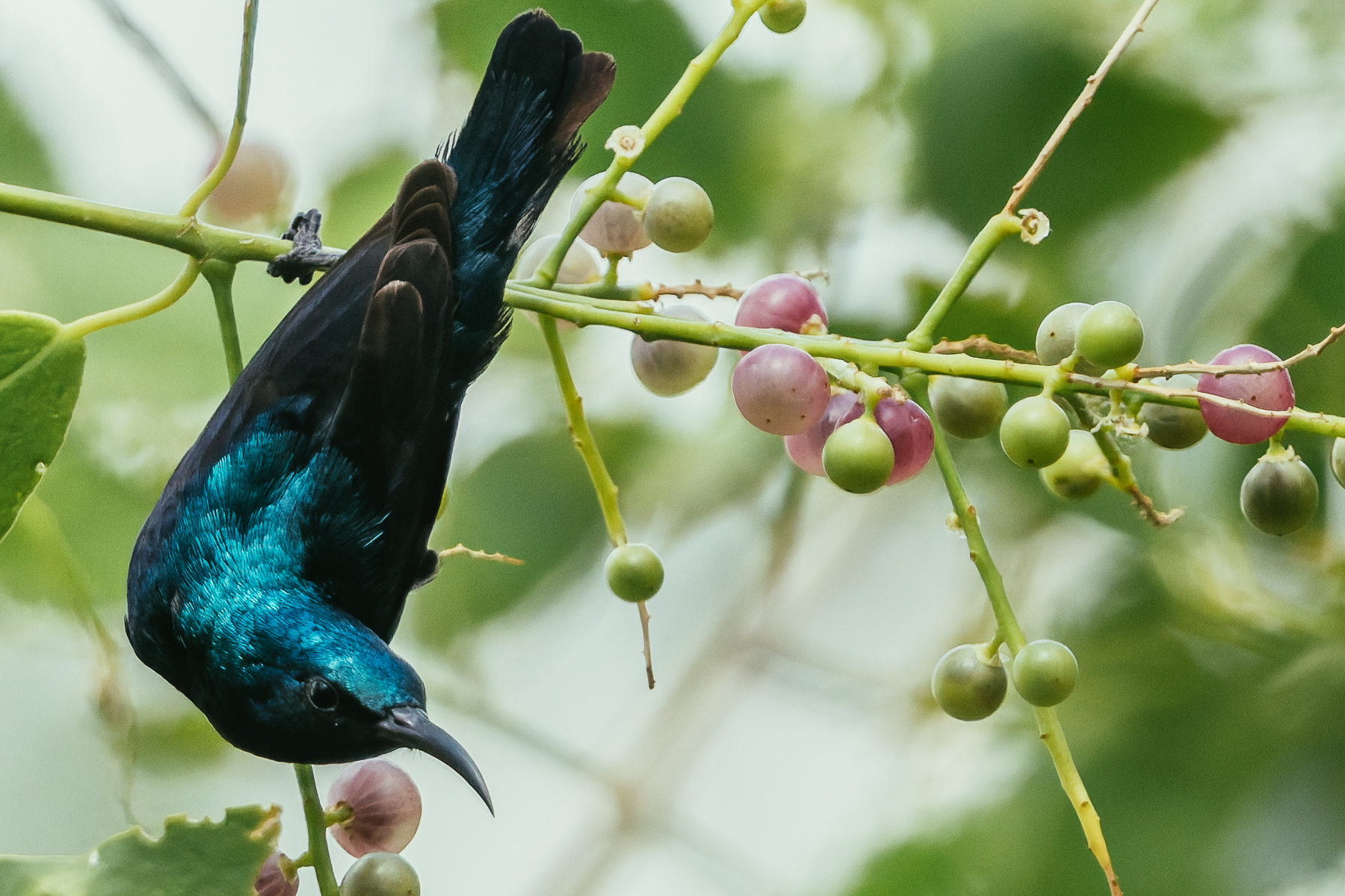 The iridescent plumage of a Purple Sunbird makes it a lovely sighting, as one of 13 species of sunbird found in India (image by Virginia Wilde)