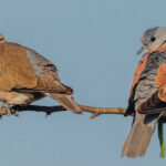 A Red-collared Dove and Collared Dove sit side by side on a branch. Both species as pretty as each other, in my view, while common sightings in India (image by Virginia Wilde)