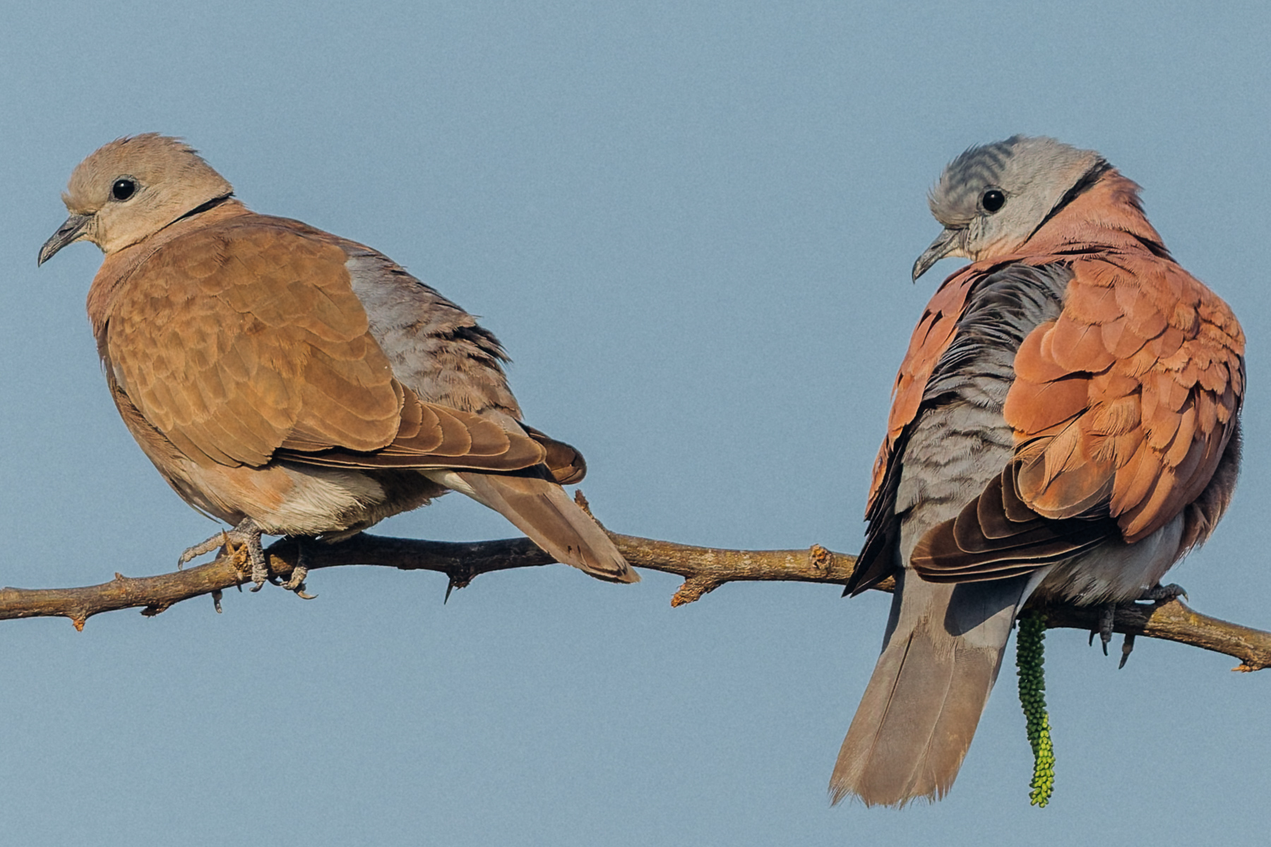A Red-collared Dove and Collared Dove sit side by side on a branch. Both species as pretty as each other, in my view, while common sightings in India (image by Virginia Wilde)