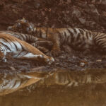Whoever said 'Let Sleeping Dogs Lie' clearly didn't understand that it is the far more deadly cats that one should let lie. Particularly if that cat is a tiger (image by Virginia Wilde)