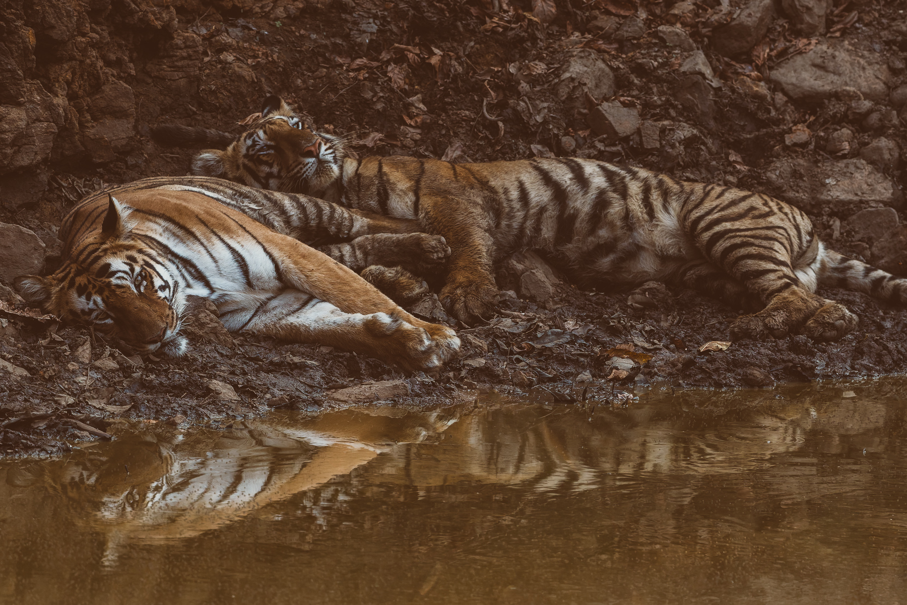 Whoever said 'Let Sleeping Dogs Lie' clearly didn't understand that it is the far more deadly cats that one should let lie. Particularly if that cat is a tiger (image by Virginia Wilde)