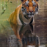 One of my favourite moments in India this year - tigress 'Kajri' bathing in a shallow river in India's Tadoba Reserve, just as dusk was starting to fall (image by Virginia Wilde)