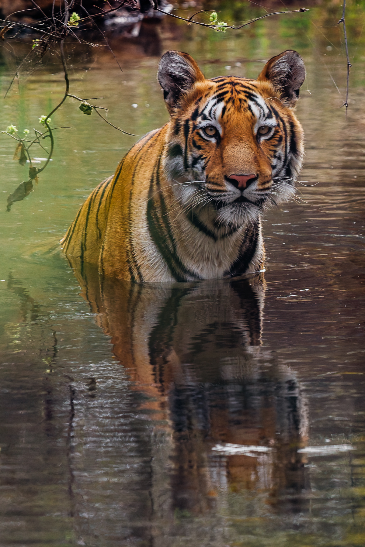 One of my favourite moments in India this year - tigress 'Kajri' bathing in a shallow river in India's Tadoba Reserve, just as dusk was starting to fall (image by Virginia Wilde)
