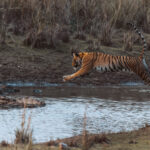 Captured mid-jump, this majestic tigress mis-judged her leap and slipped on the rocks, before quickly recovering to start hunting (image by Virginia Wilde)