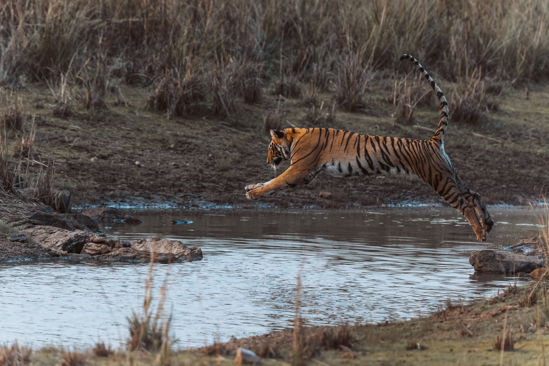Captured mid-jump, this majestic tigress mis-judged her leap and slipped on the rocks, before quickly recovering to start hunting (image by Virginia Wilde)