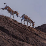 A pair of Indian Wild Asses frolic and canter down a hill in India's saline desert-land in the Little Rann of Kutch (image by Virginia Wilde)