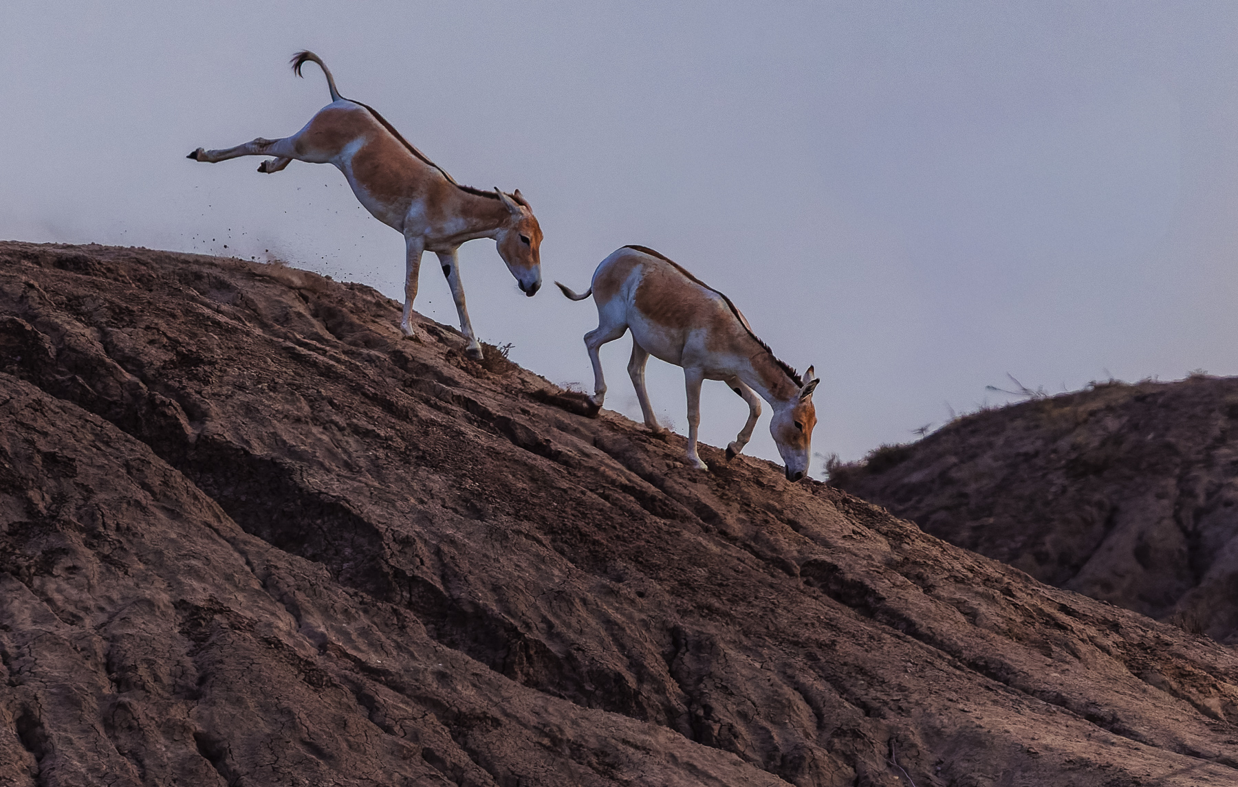 A pair of Indian Wild Asses frolic and canter down a hill in India's saline desert-land in the Little Rann of Kutch (image by Virginia Wilde)