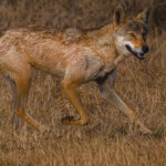 We watched several Indian Wolf hunts on our tour - mostly all unsuccessful. These predators are known to use a 'decoy' tactic, where one or two wolves distract a herd of Blackbuck Antelope, while another wolf attacks from the side or rear (image by Virginia Wilde)