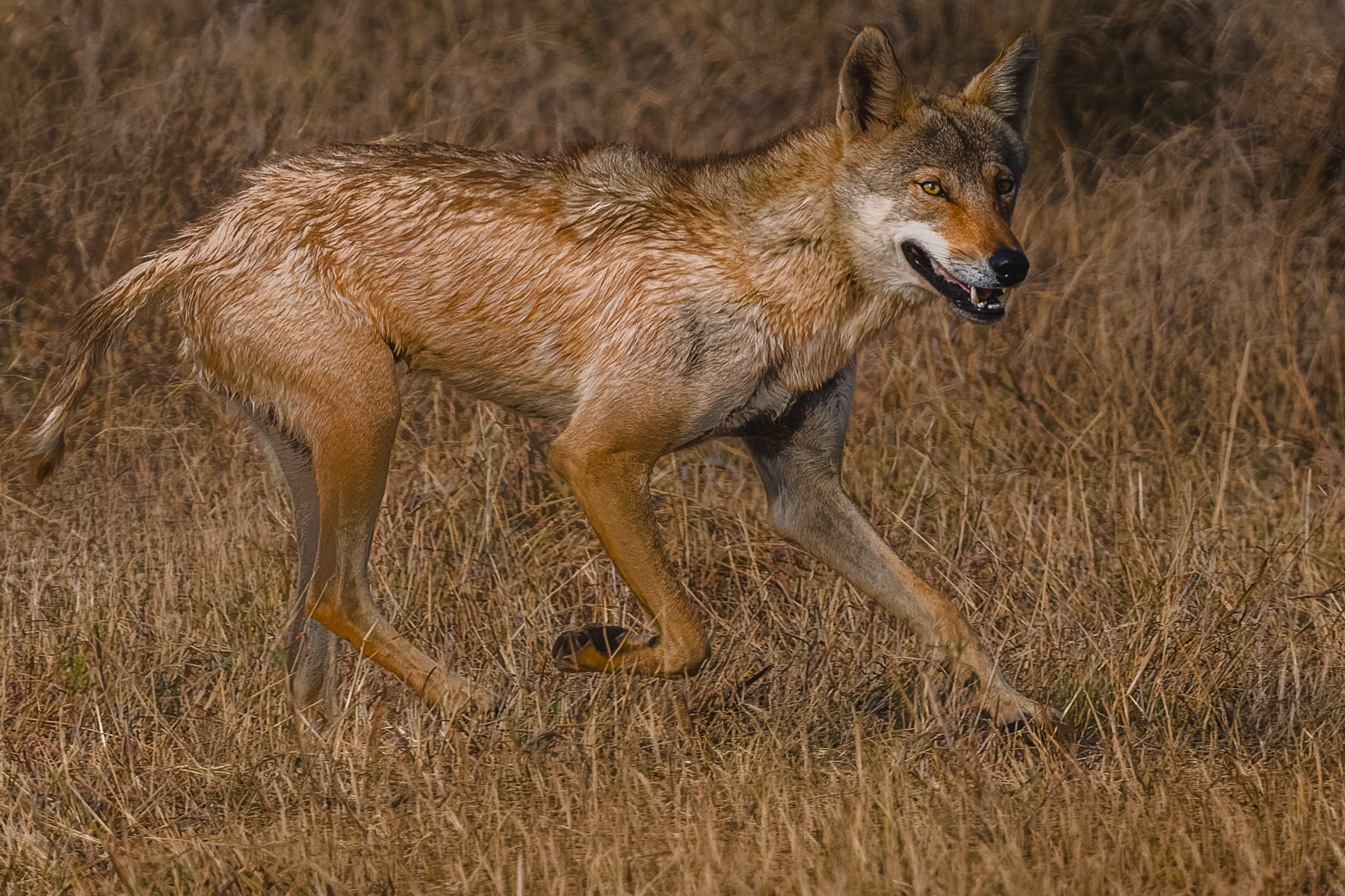 We watched several Indian Wolf hunts on our tour - mostly all unsuccessful. These predators are known to use a 'decoy' tactic, where one or two wolves distract a herd of Blackbuck Antelope, while another wolf attacks from the side or rear (image by Virginia Wilde)