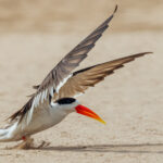 An endangered Indian Skimmer scoops up sand as it starts to take flight, on a sandbank by India's Chambal River (image by Virginia Wilde)