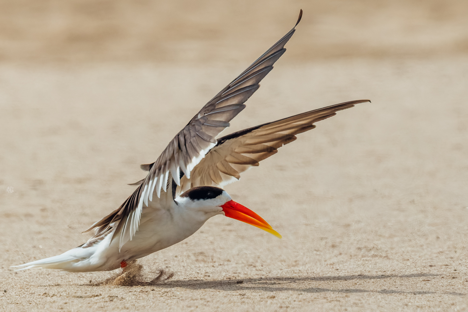 An endangered Indian Skimmer scoops up sand as it starts to take flight, on a sandbank by India's Chambal River (image by Virginia Wilde)