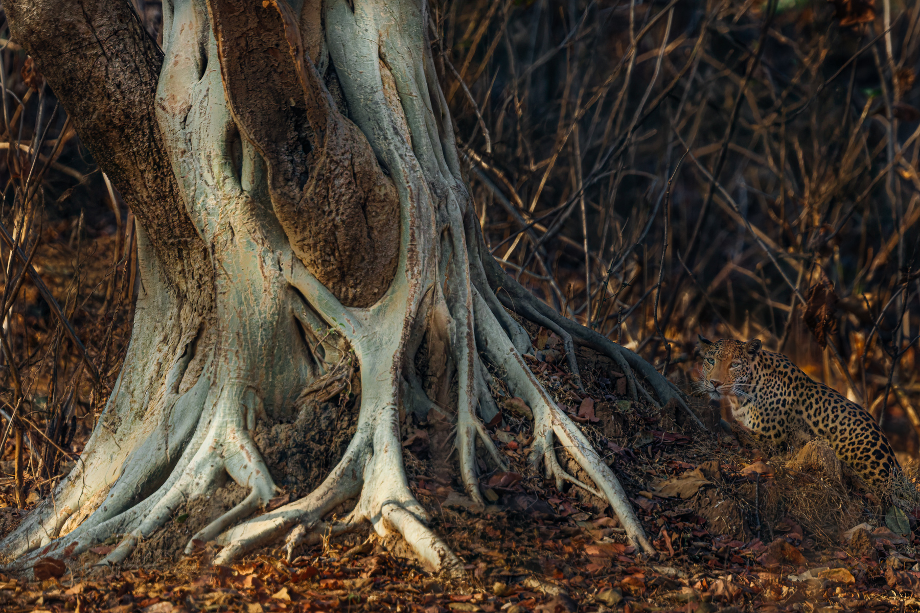 Yes, there is a very distinctive tree. But can you spot the Asiatic Leopard? We watched a Sambar Deer stop in its tracks by this tree, smelling the hidden Leopard but unable to spot it - before slowly and carefully backing away (image by Virginia Wilde)