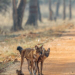 Indian Wild Dogs (or Dholes) are actually about the size of German Shepherd dogs, but look more like a long-legged fox. These highly elusive animals are also fierce. A pack of Dholes will often drive away a Tiger, through endurance, co-ordination and harassment (image by Virginia Wilde)