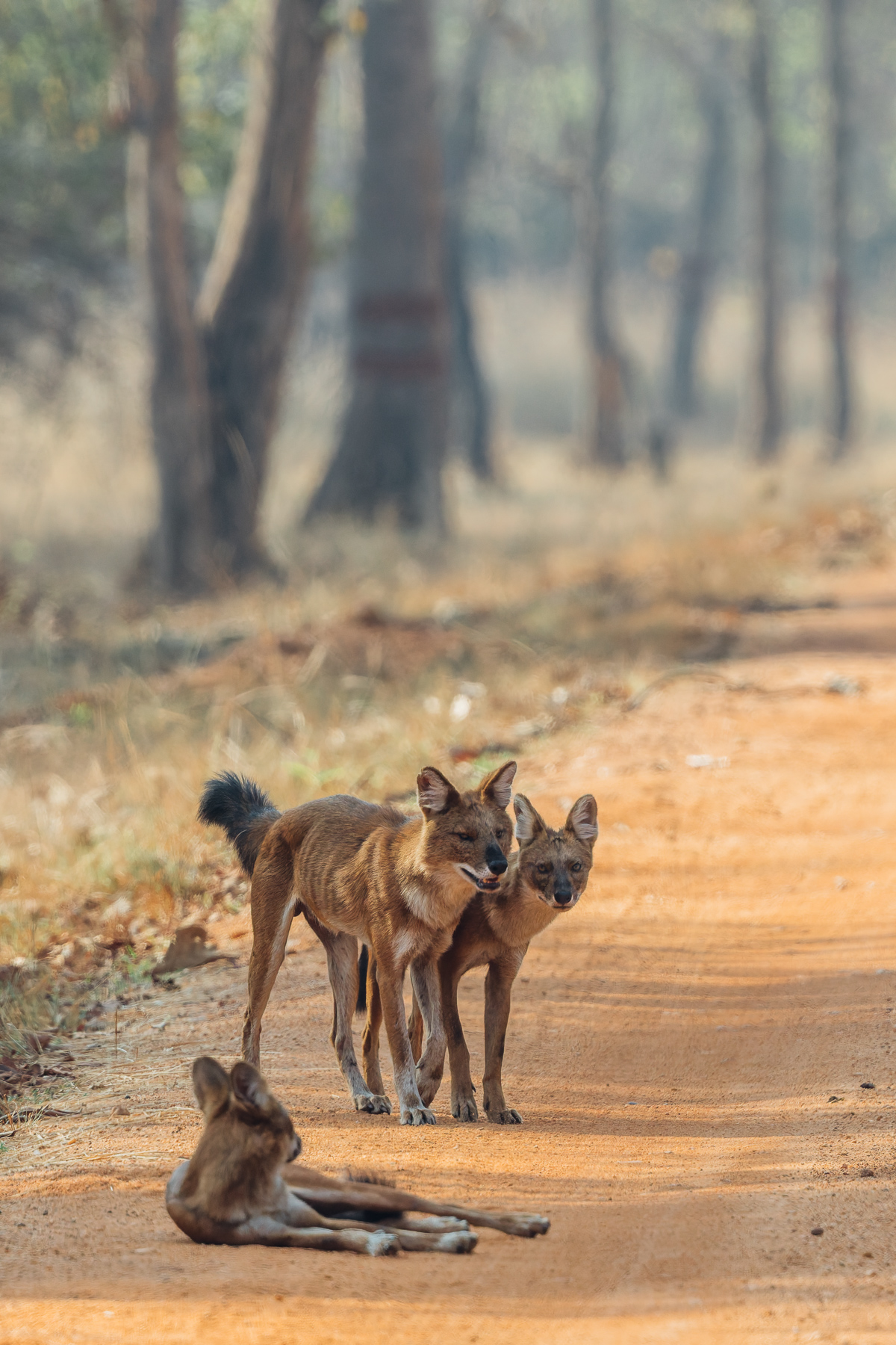 Indian Wild Dogs (or Dholes) are actually about the size of German Shepherd dogs, but look more like a long-legged fox. These highly elusive animals are also fierce. A pack of Dholes will often drive away a Tiger, through endurance, co-ordination and harassment (image by Virginia Wilde)